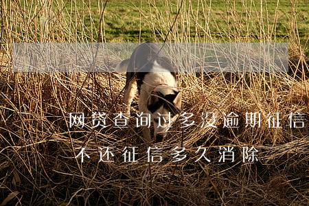 企业信用修复网贷逾期多久会消除(网贷逾期多久会消除不良记录)